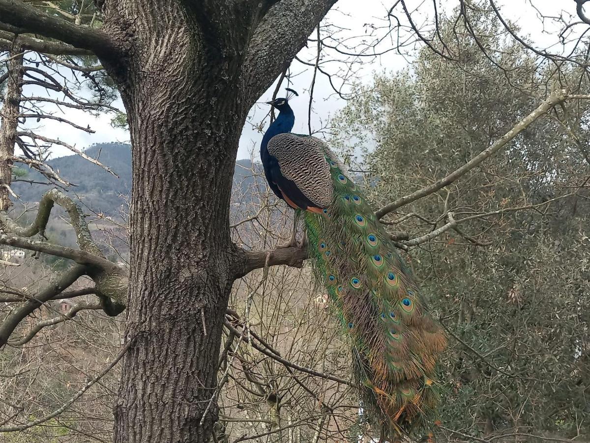 Hotel Il Giardino Dei Pavoni Soviore Esterno foto