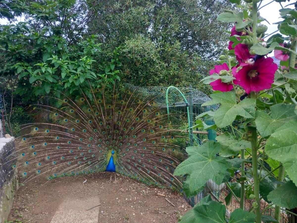 Hotel Il Giardino Dei Pavoni Soviore Esterno foto
